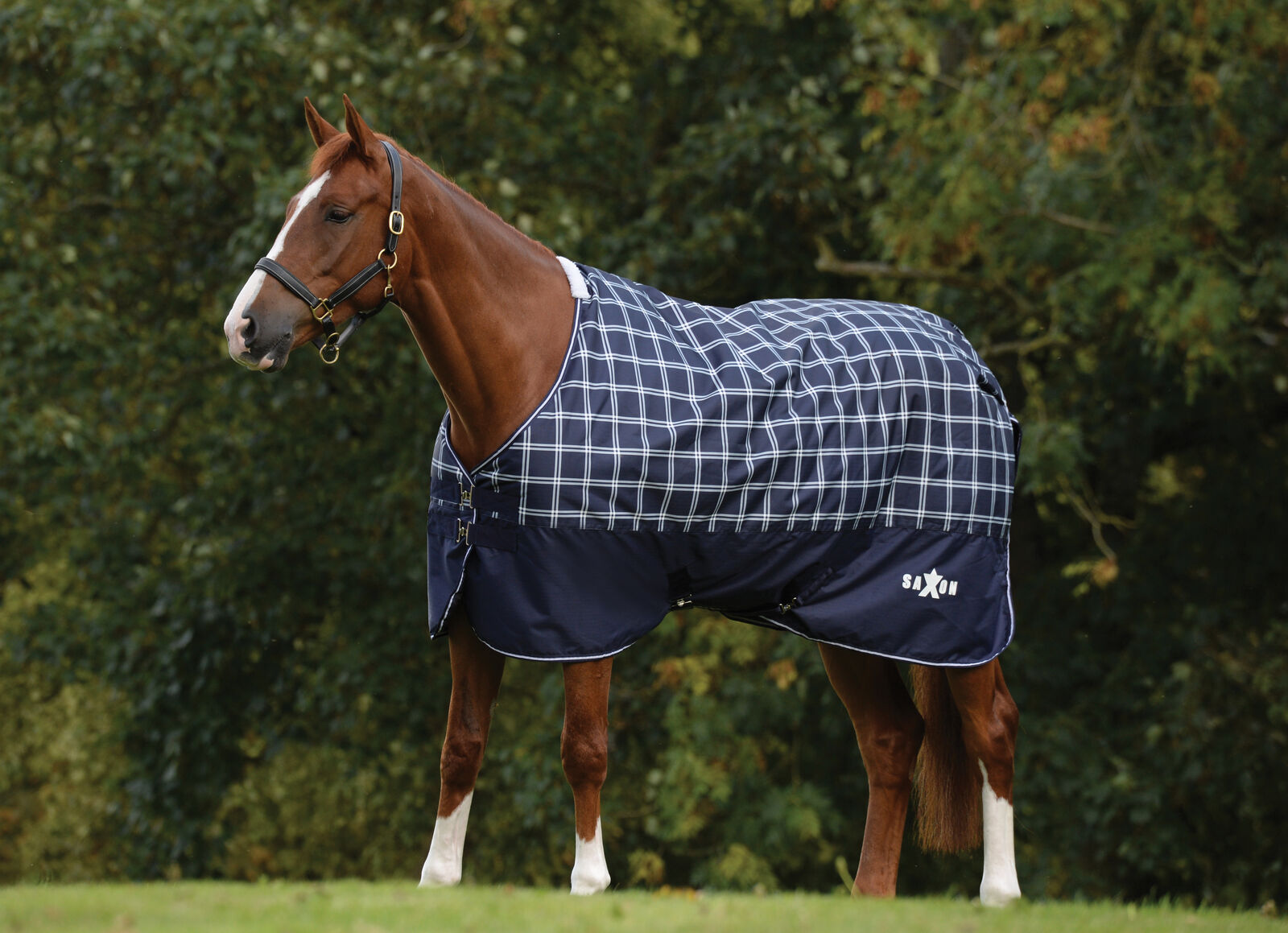 Saxon Defiant 600D Standard Neck Medium Turnout Blanket