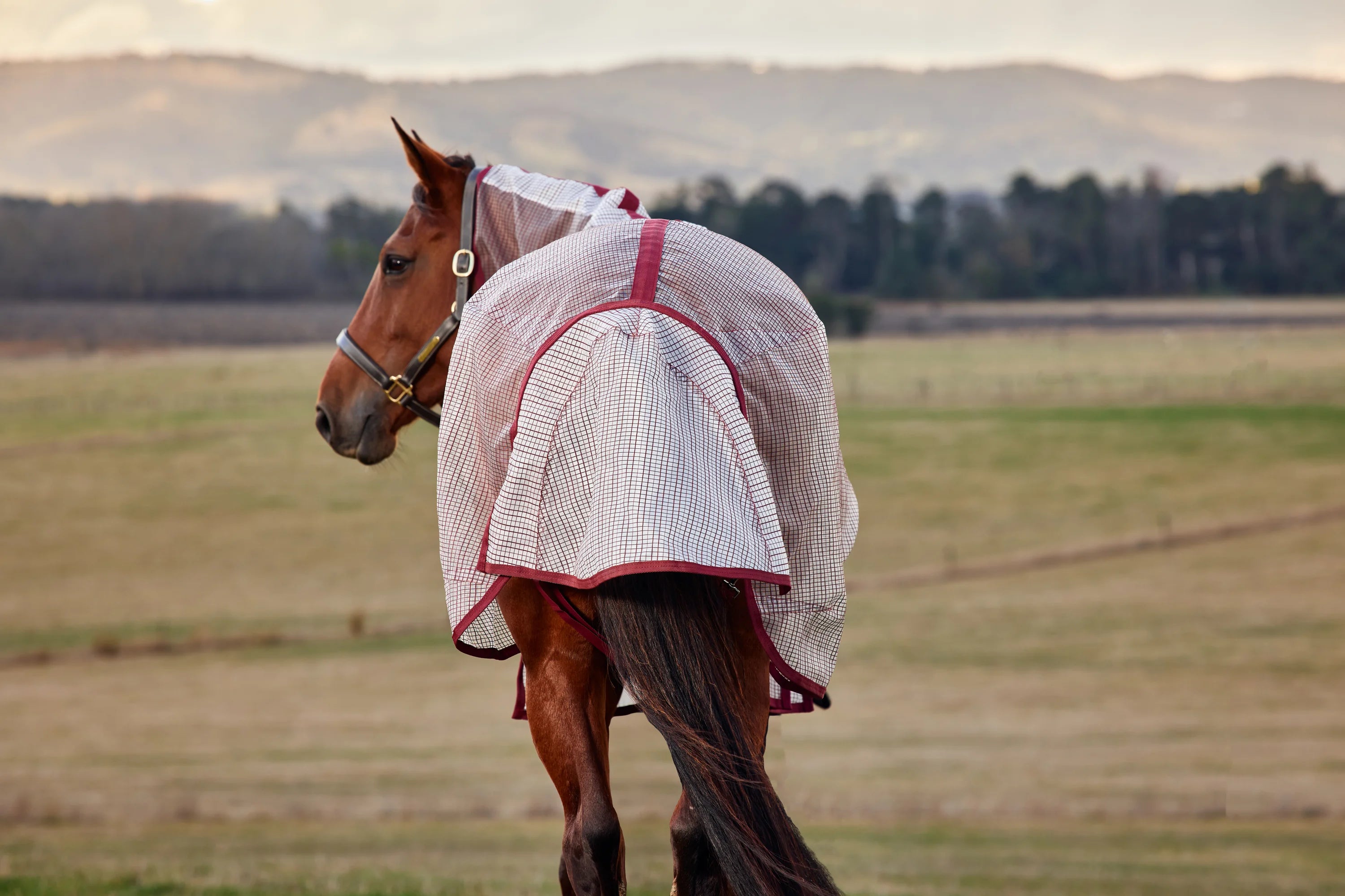 #color_white/burgundy