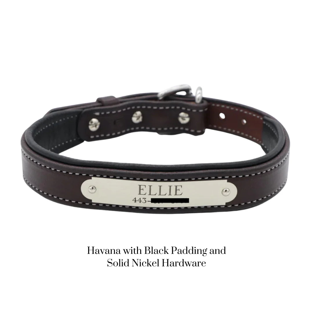 Custom Padded Dog Collar