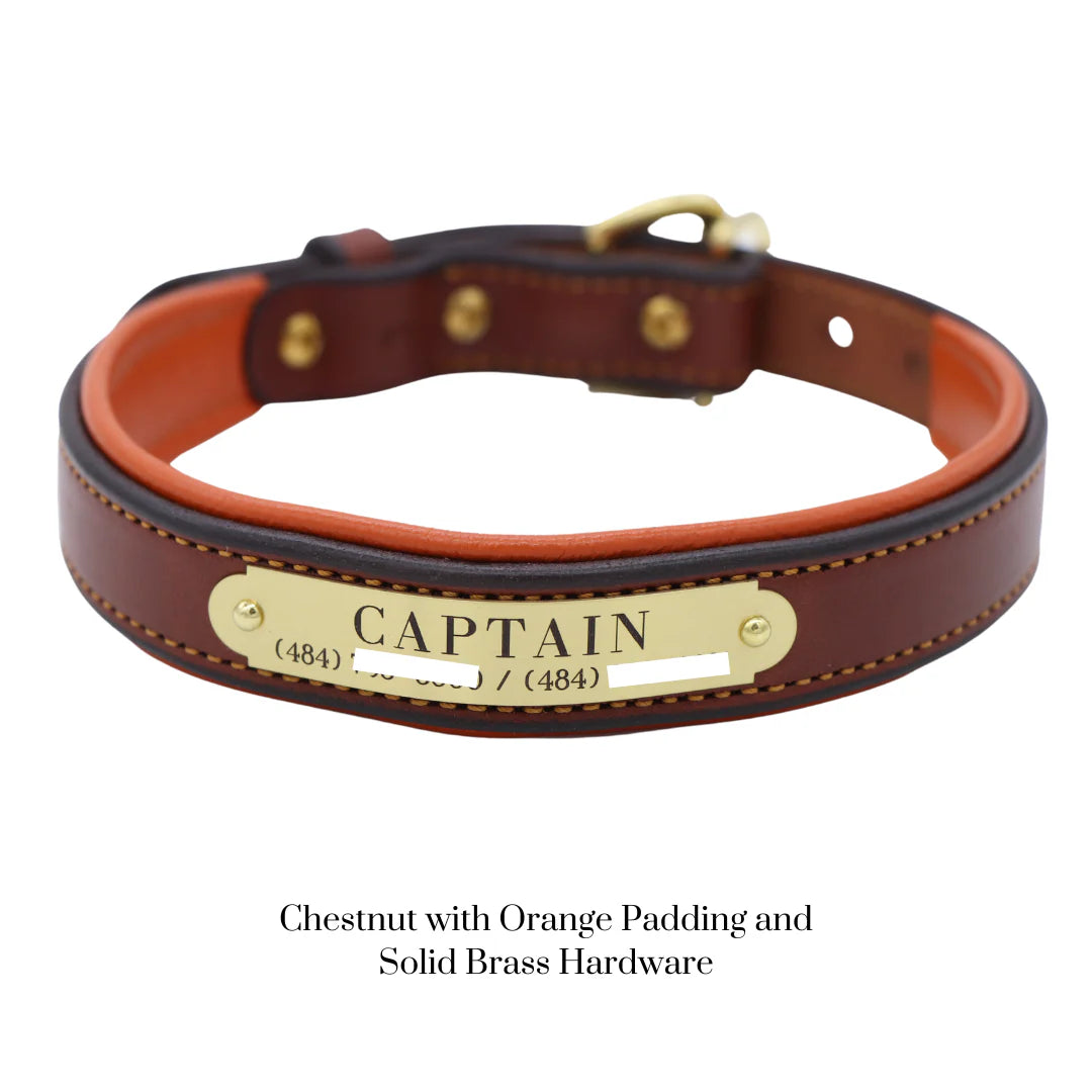 Custom Padded Dog Collar