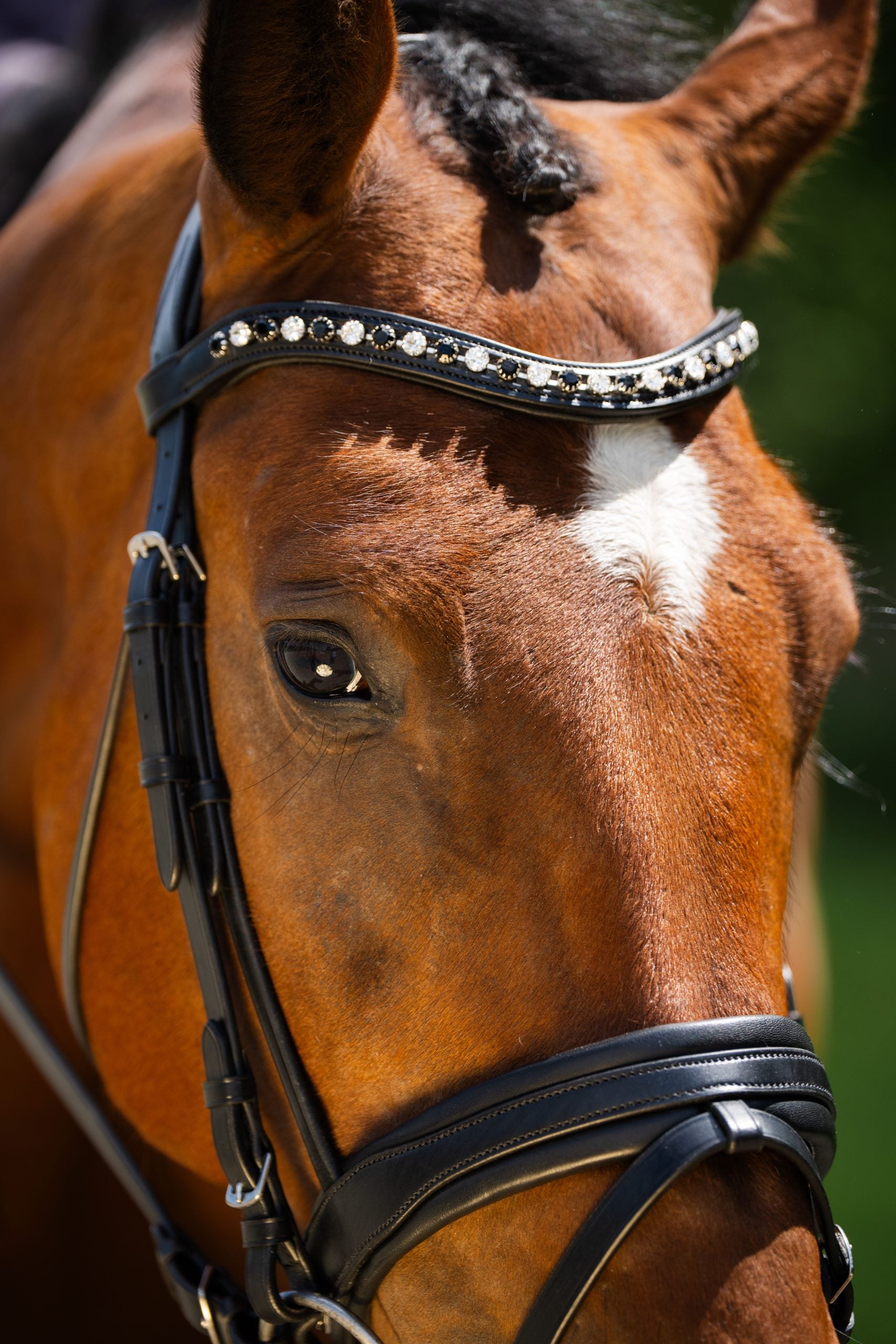 KL Select Black Oak Daphne Bridle with Reins