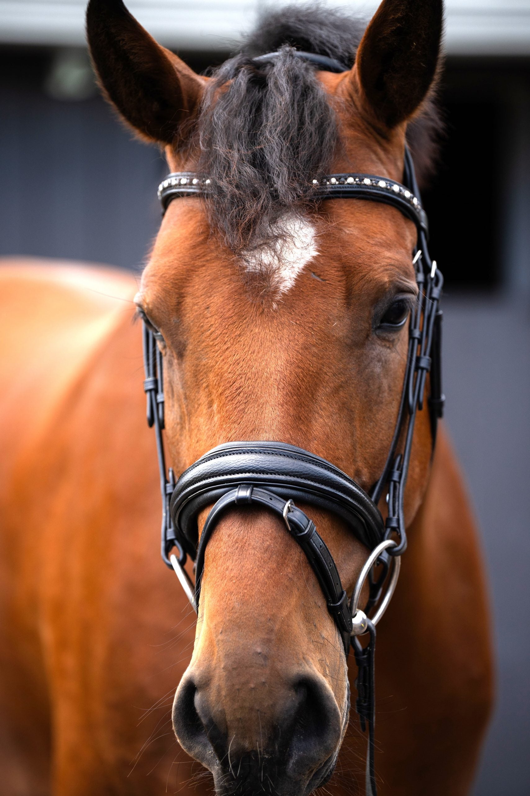 KL Select Red Barn Olympian Dressage Bridle