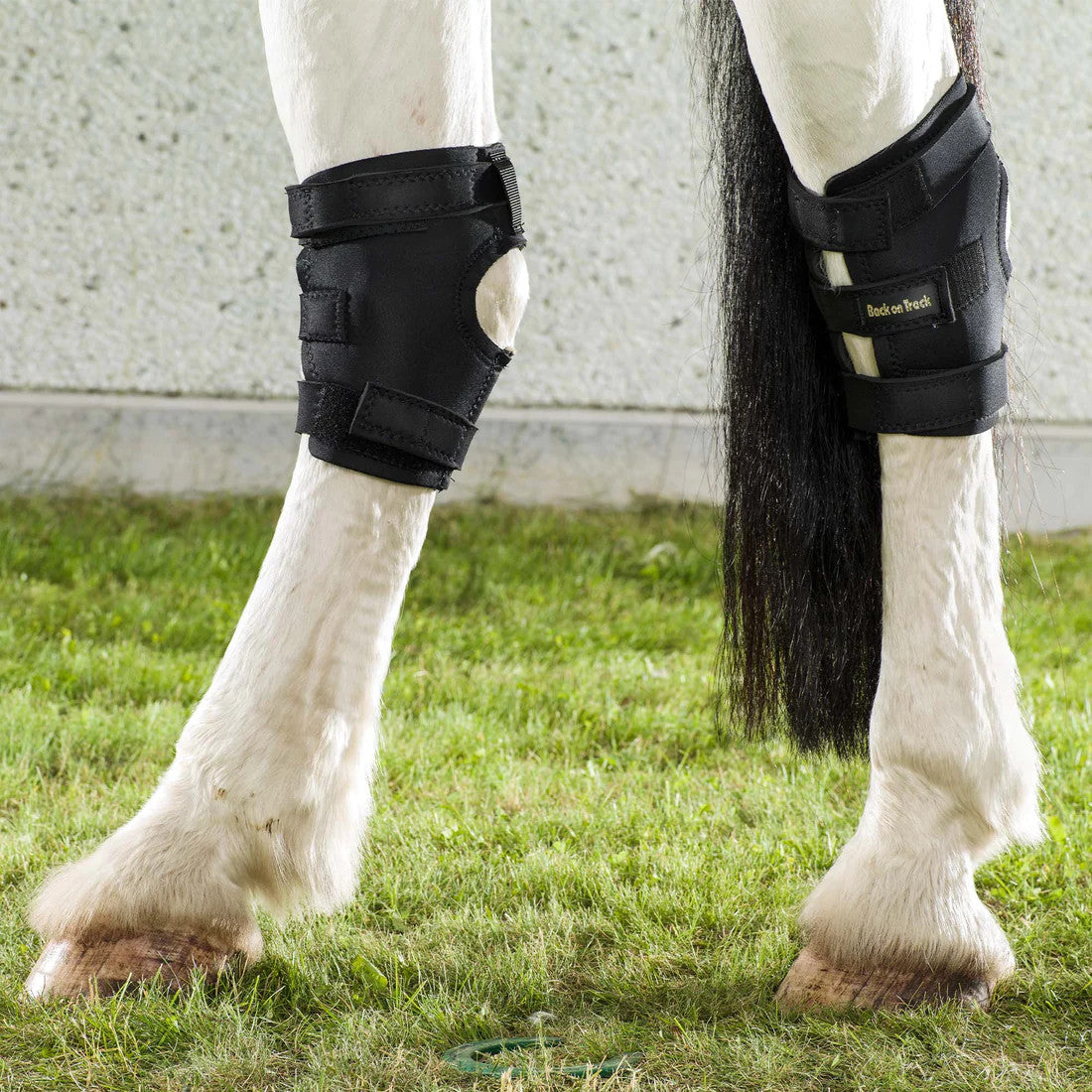 Back on Track Therapeutic Hock Boots w/ Hole - supporting