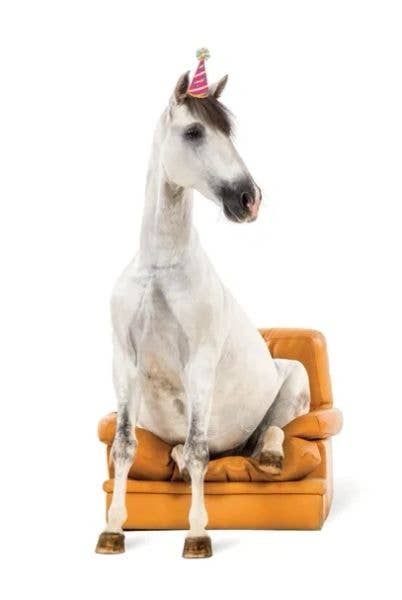 Horse Hollow Press - Horse Greeting Birthday Card