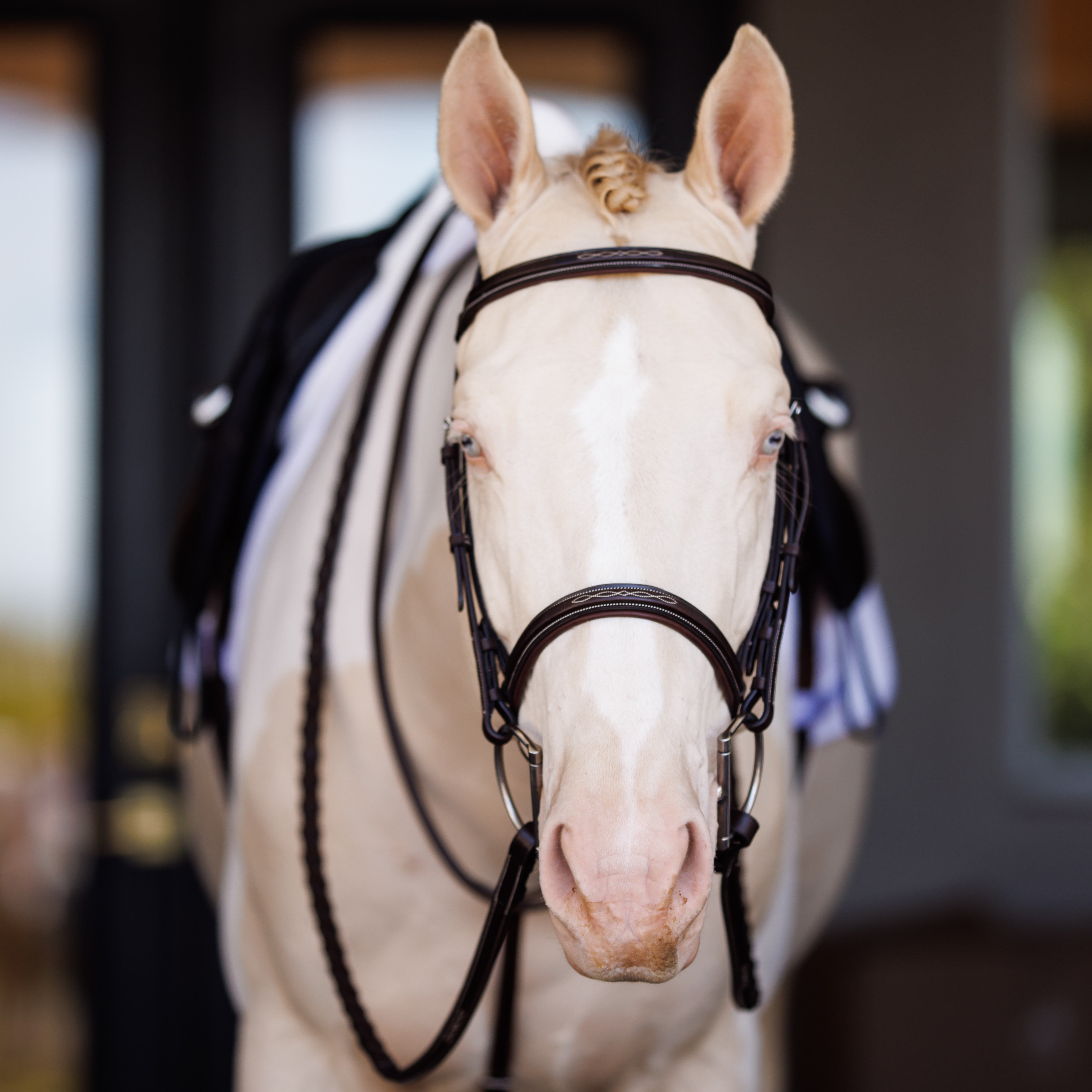 Shires Fancy Square Raised Padded Bridle with Laced Reins