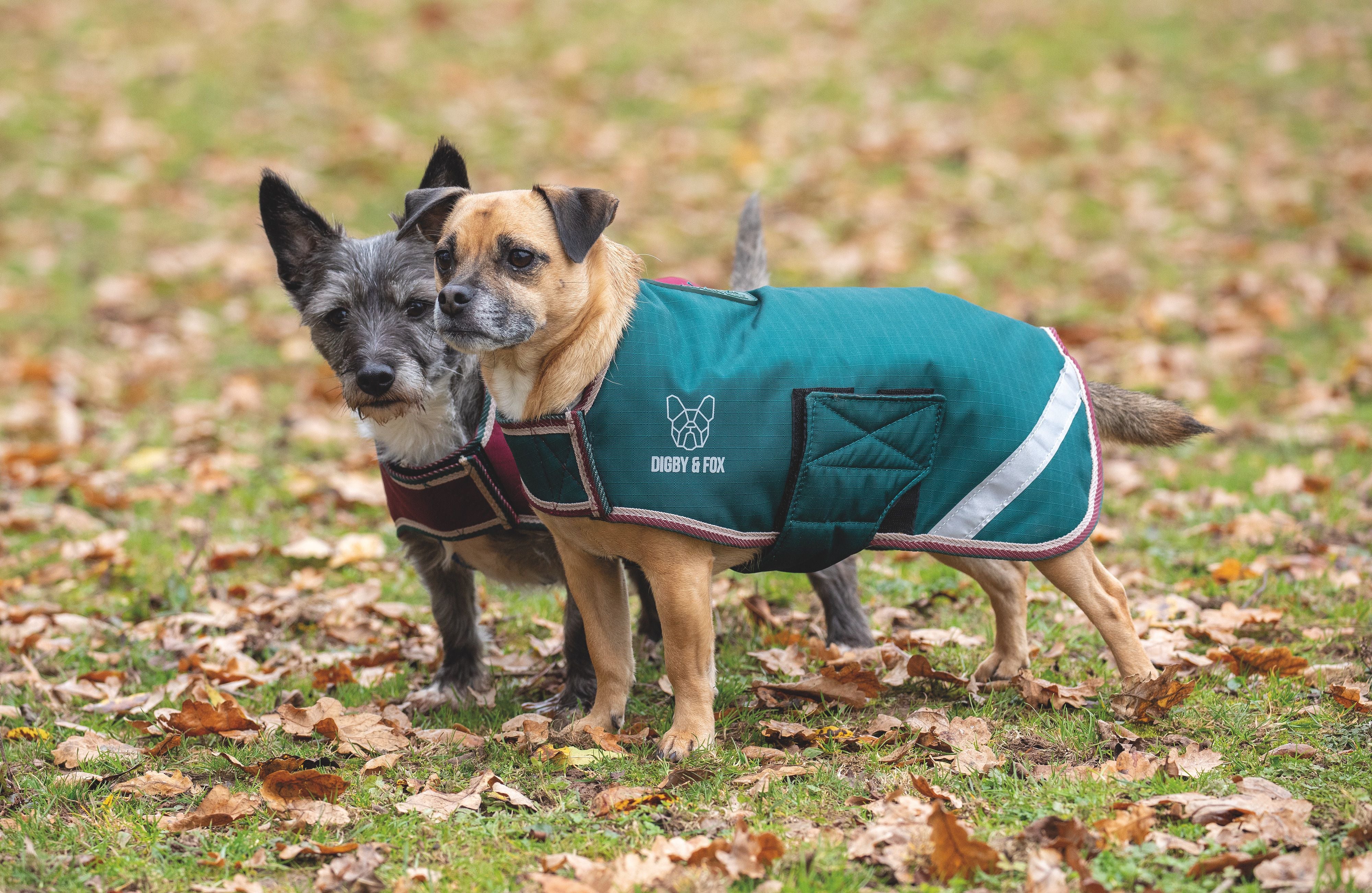 Digby & Fox Waterproof Dog Coat