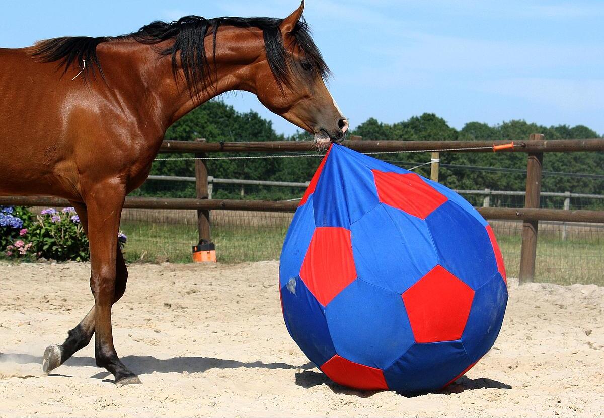 Jolly Mega Ball Cover