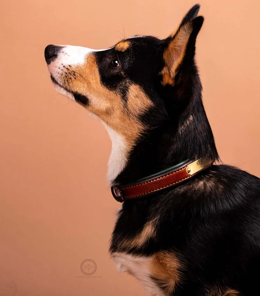 Custom Padded Dog Collar