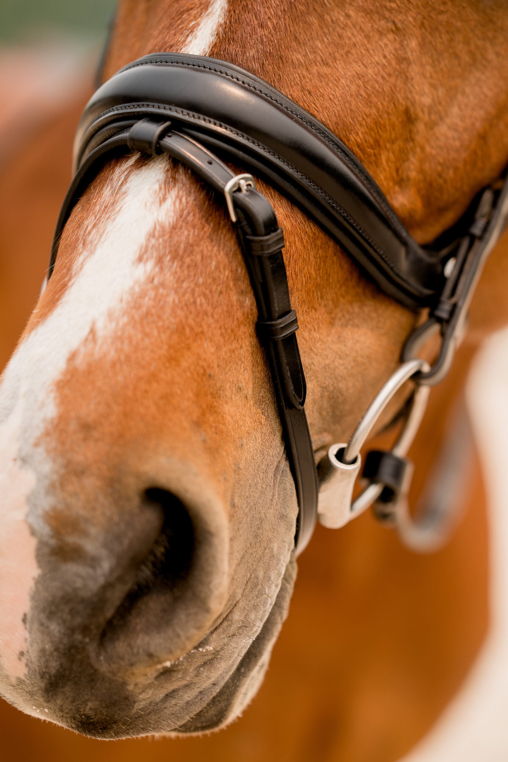 KL Select Impulsion Dressage Bridle