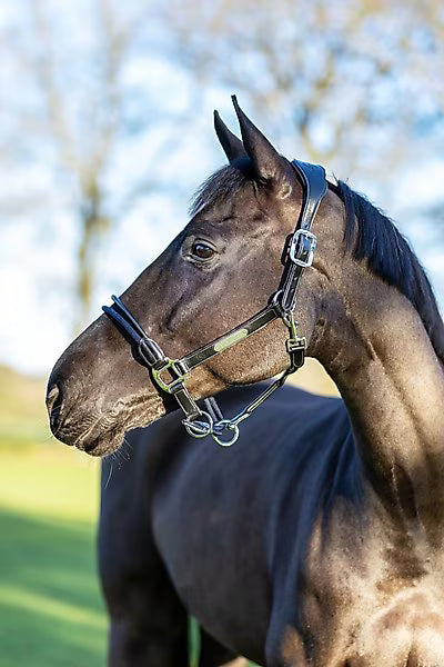 LeMieux Rope Control Halter