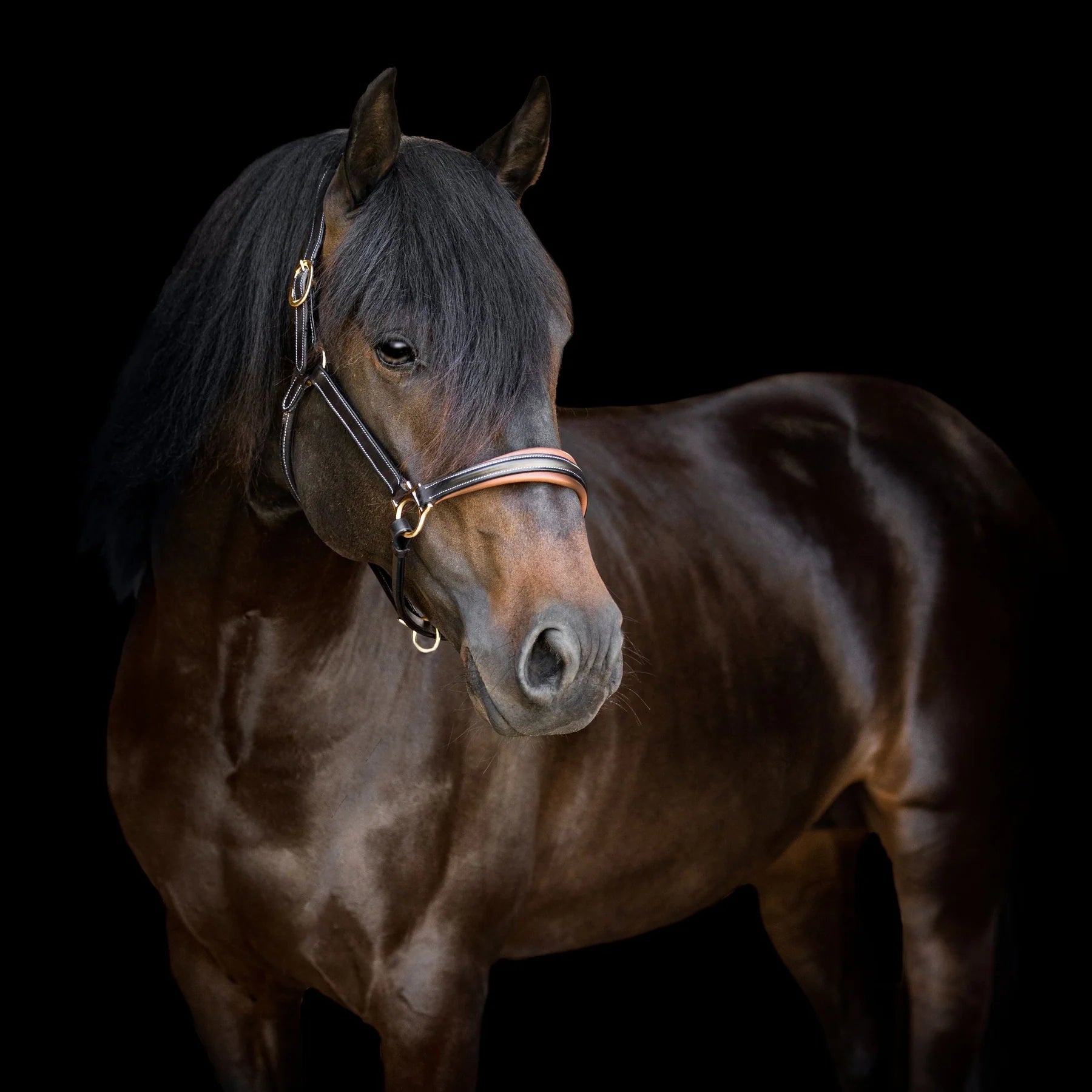 Lumiere Bella Leather Halter