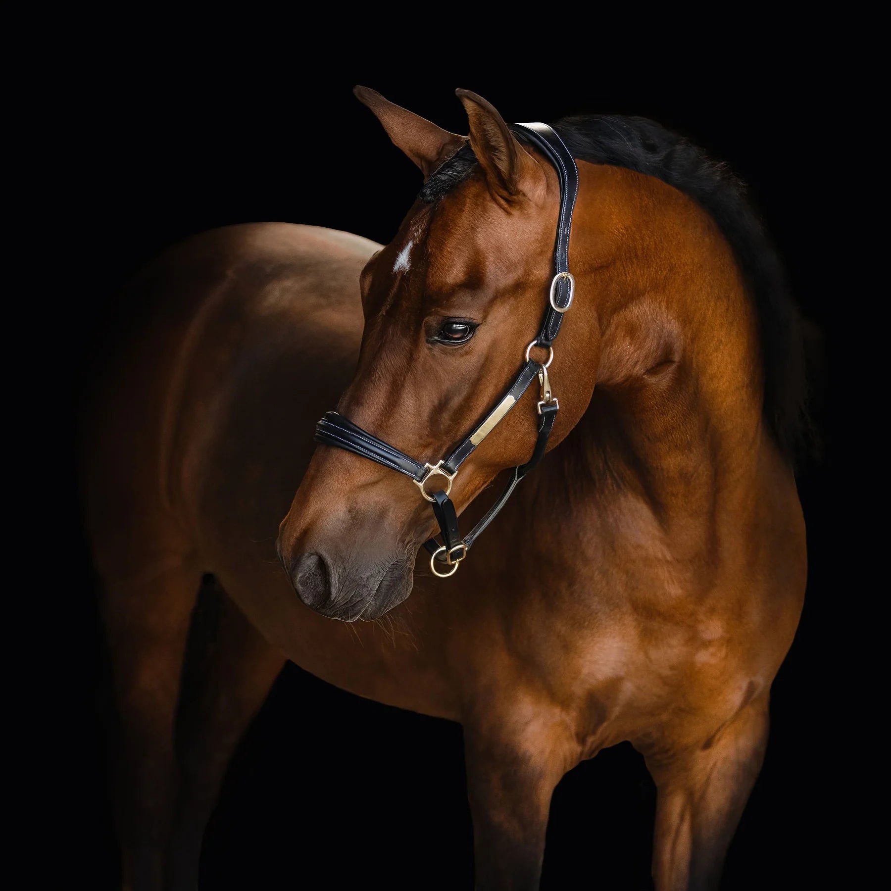 Lumiere Bella Leather Halter
