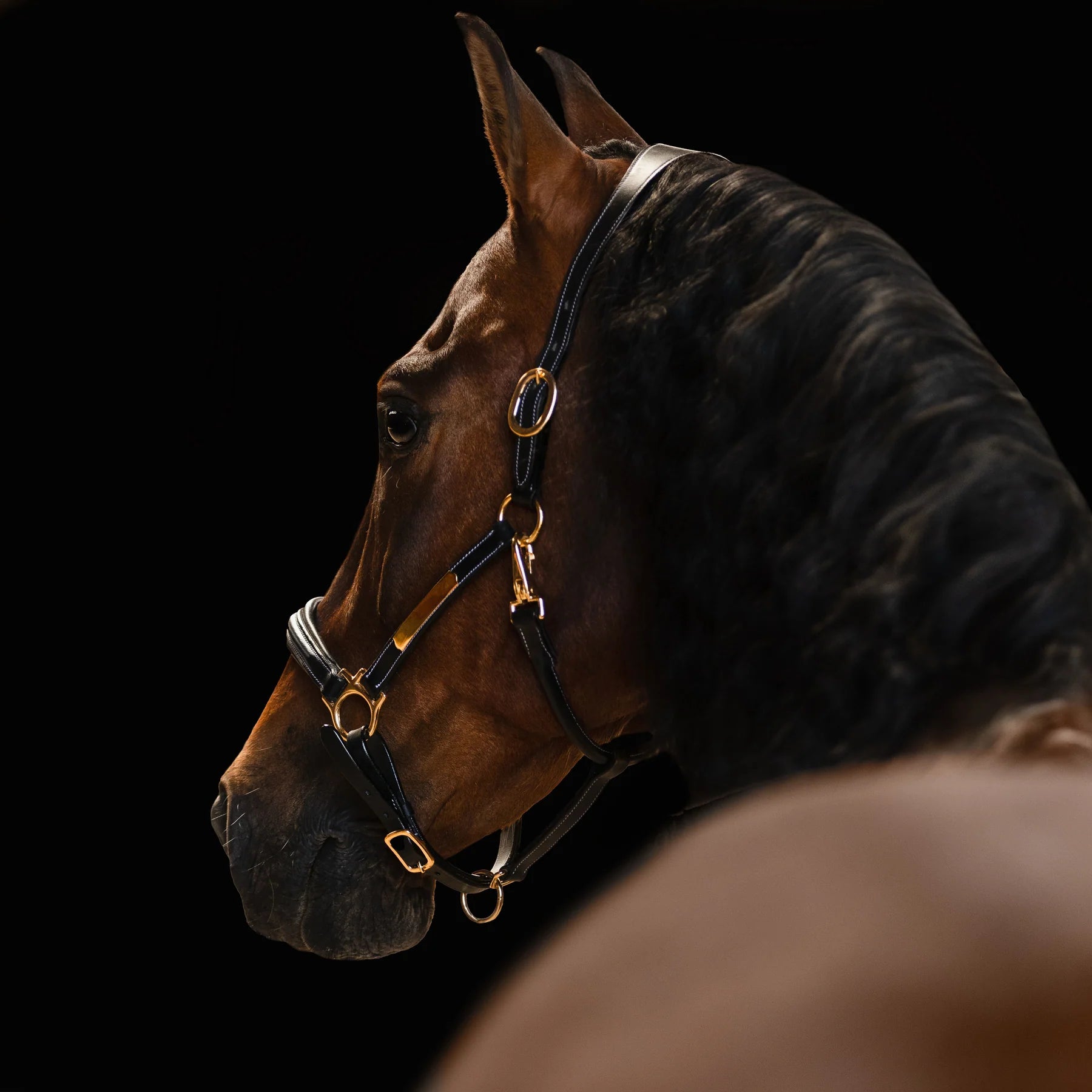 Lumiere Bella Leather Halter