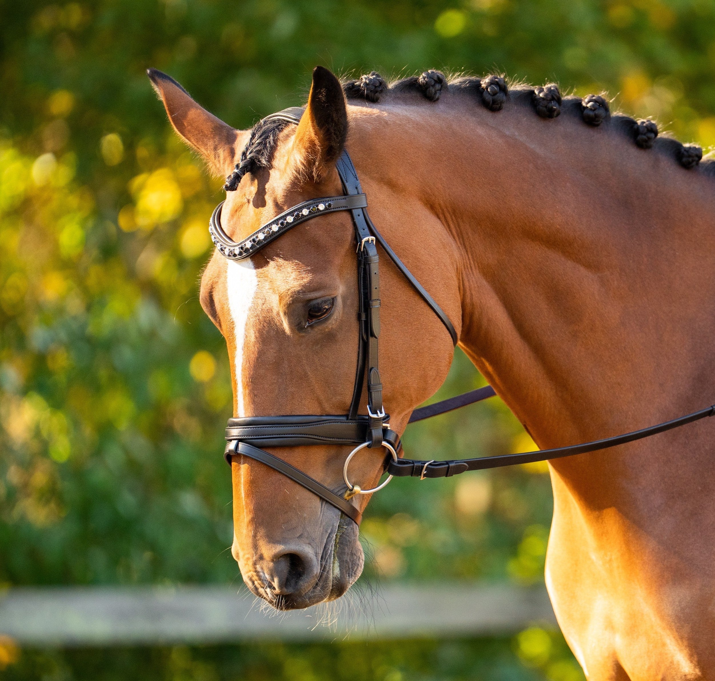 KL Select Black Oak Daphne Bridle with Reins
