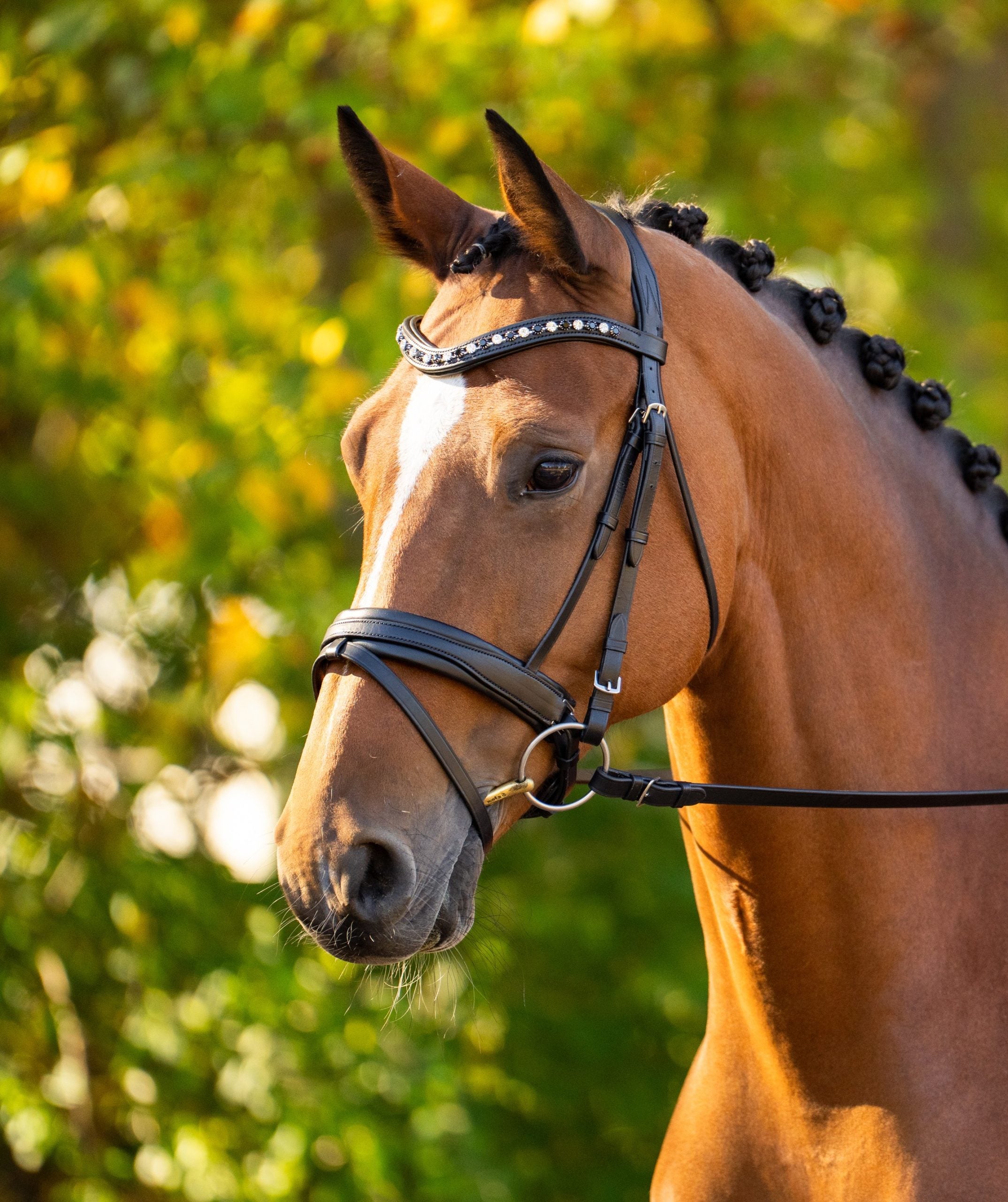 KL Select Black Oak Daphne Bridle with Reins