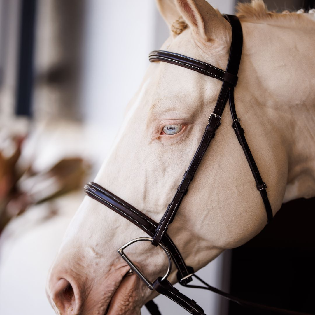 Shires Fancy Square Raised Padded Bridle with Laced Reins