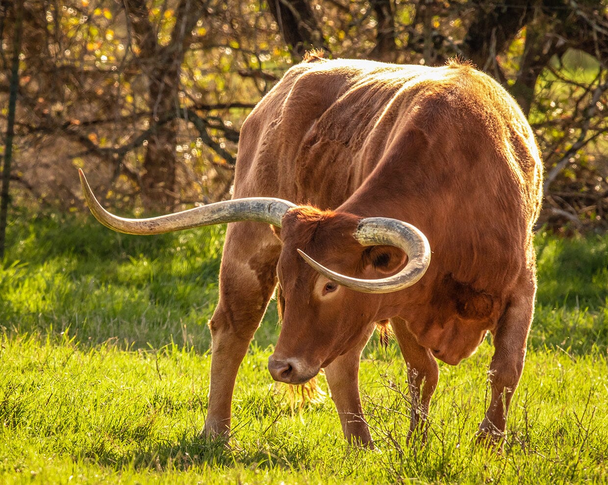 Breyer Texas Longhorn Bull | Breyer Animals