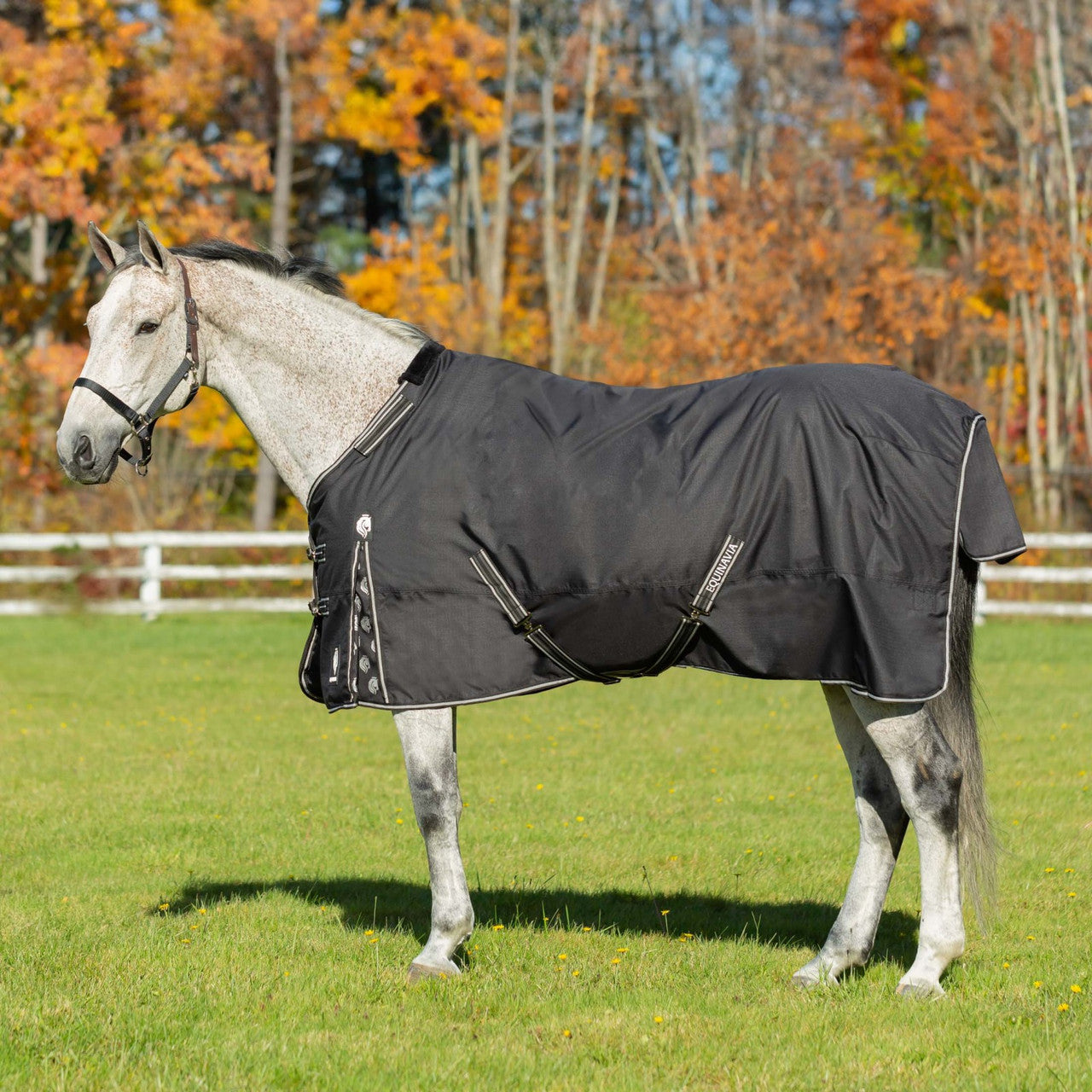 Equinavia Norse Heavy Weight Turnout Blanket 300g - main