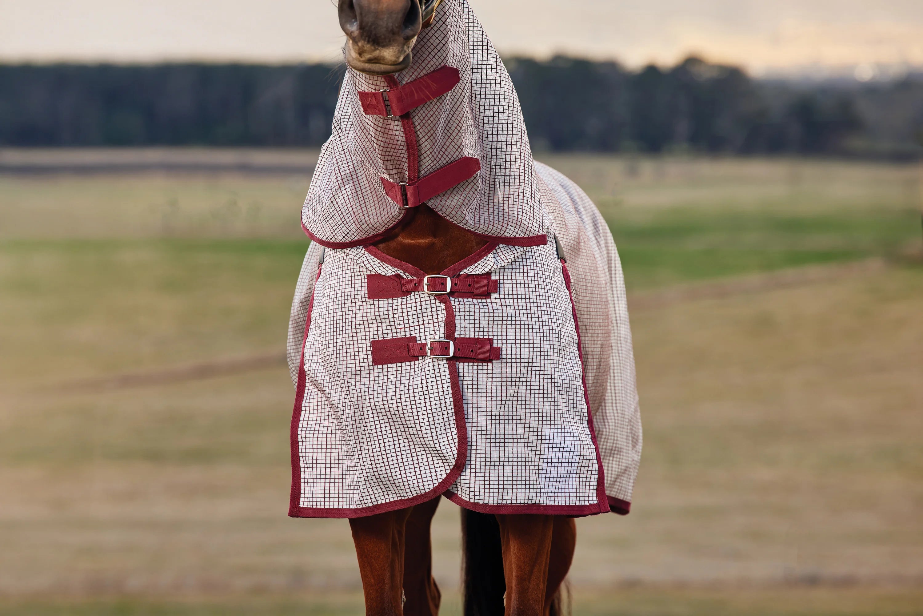 #color_white/burgundy