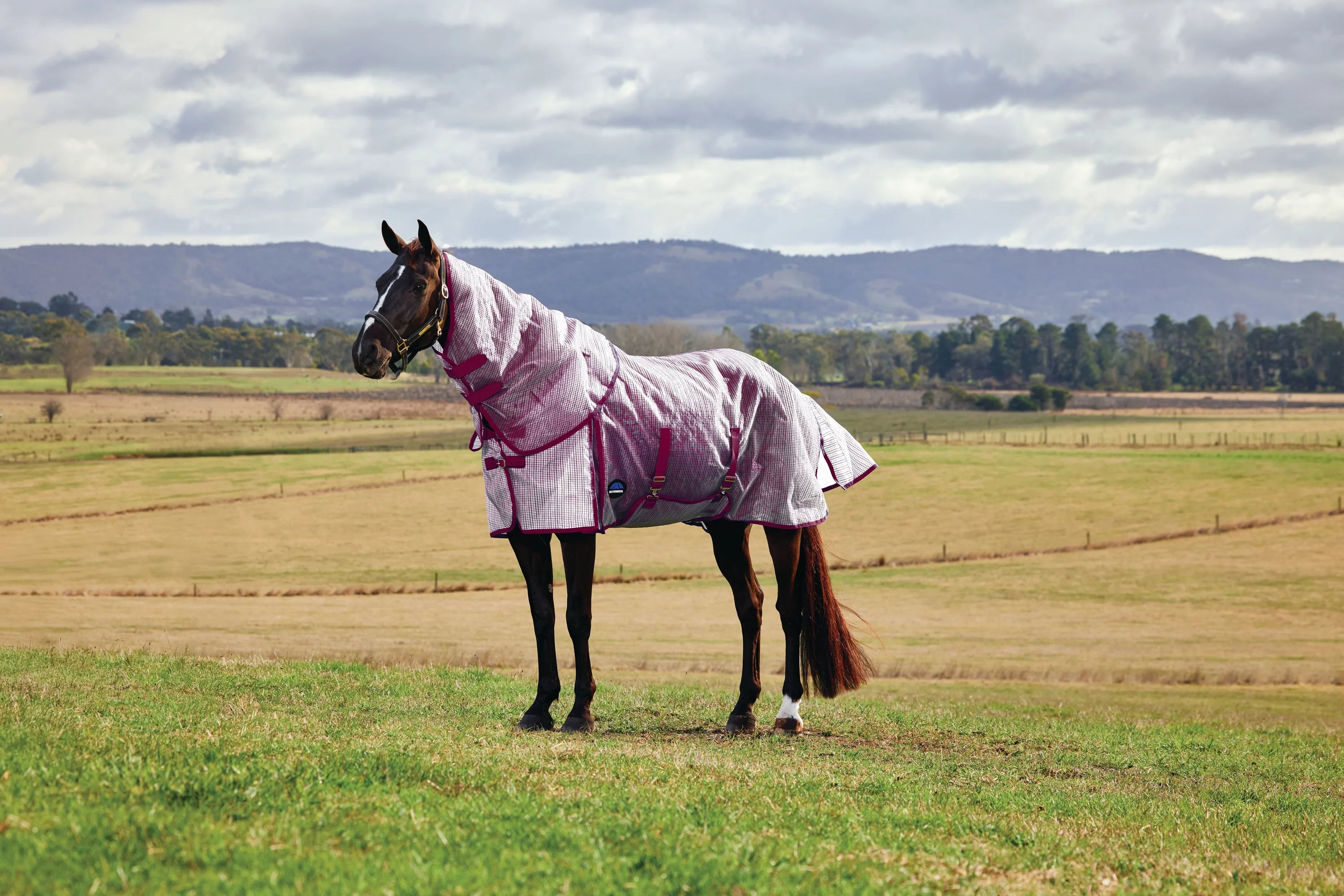 #color_white/burgundy