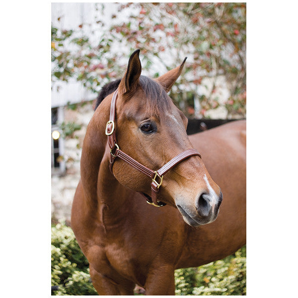 Perri's Professional Halter - main