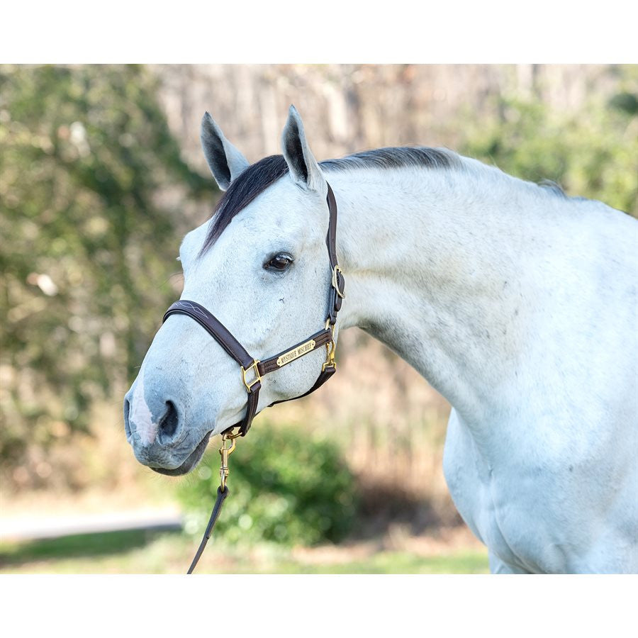 Perri's Fancy Stitched Leather Halter - supporting