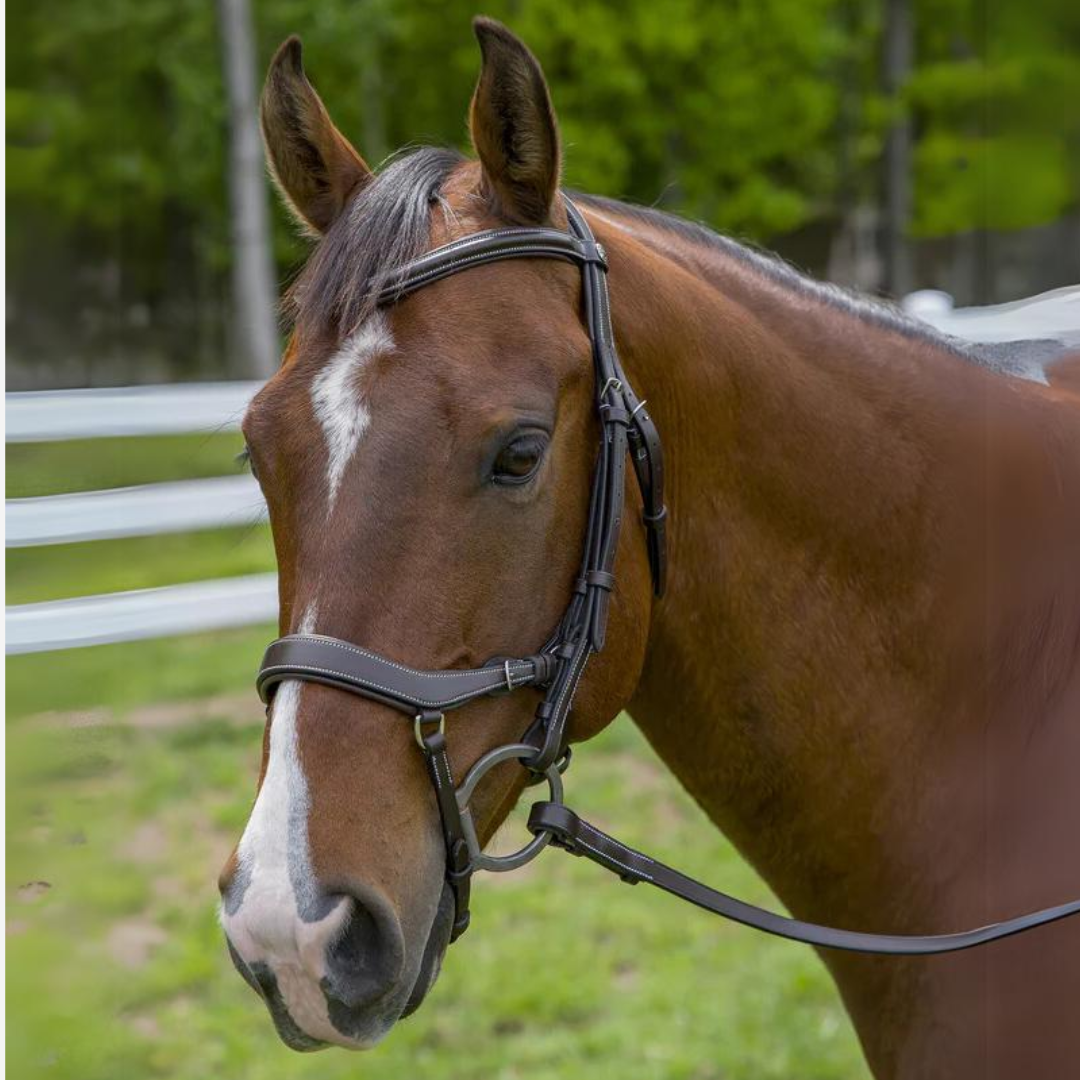 HDR Henri De Rivel Pro Anatomical Bridle - Havana