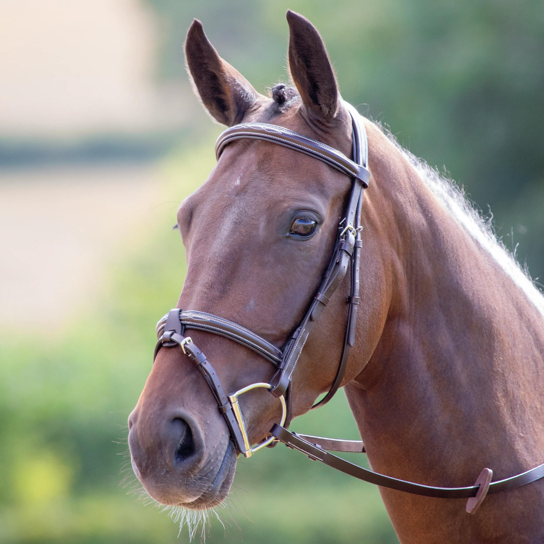 Avignon Portland Bridle - Havana