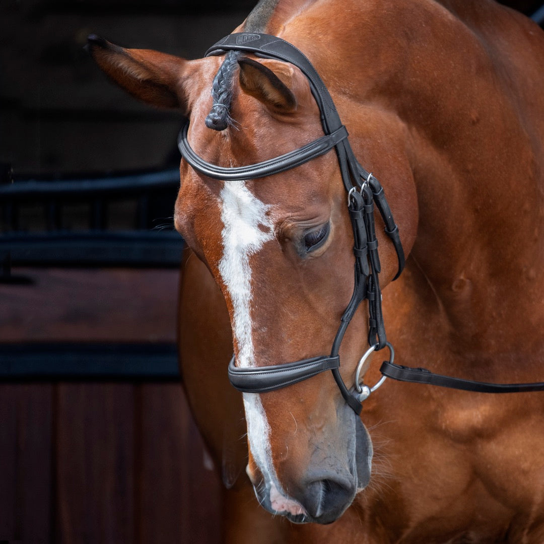 Velociti Rolled Padded Cavesson Bridle - Black