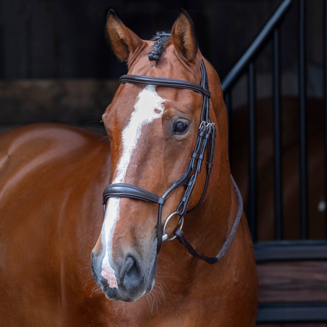 Velociti Rolled Padded Cavesson Bridle - Havana