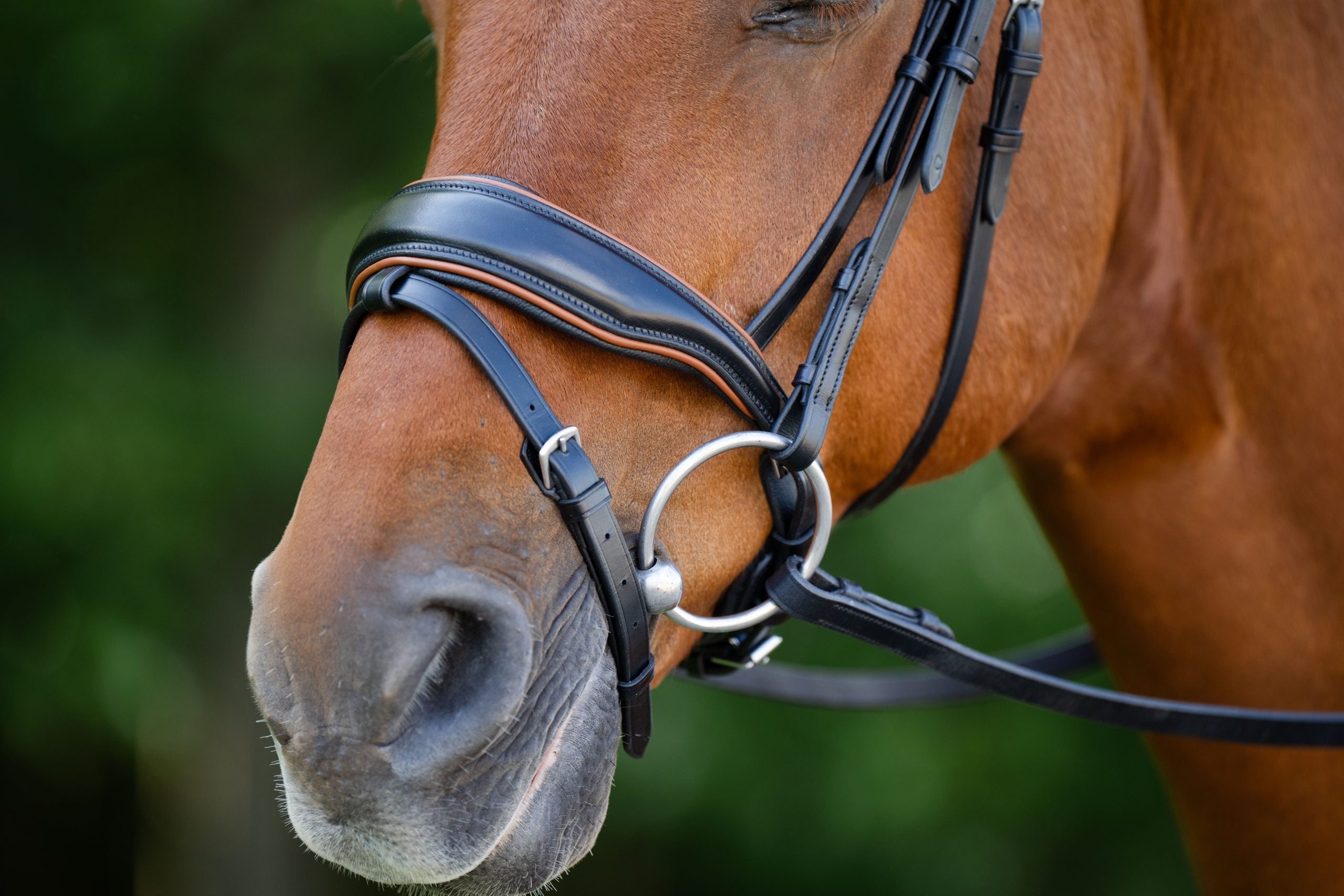 KL Select Elite Dressage Bridle