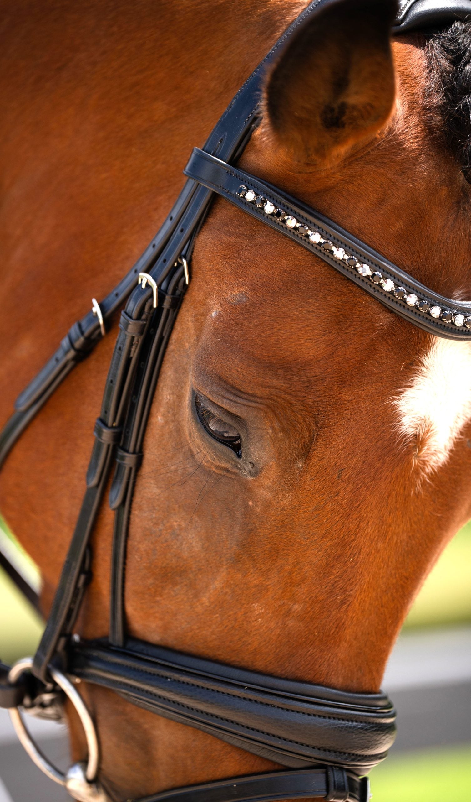 KL Select Red Barn Olympian Dressage Bridle