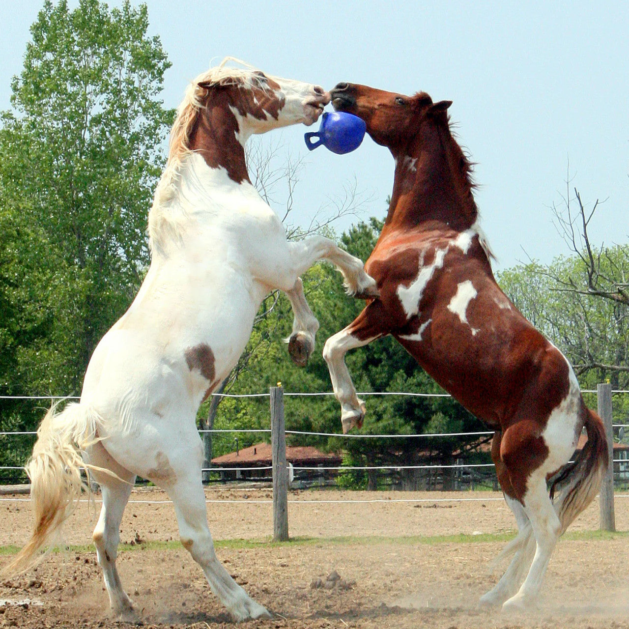 Jolly Ball Horse Toy with Handle - supporting