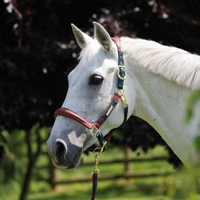 Shires Lusso Padded Halter
