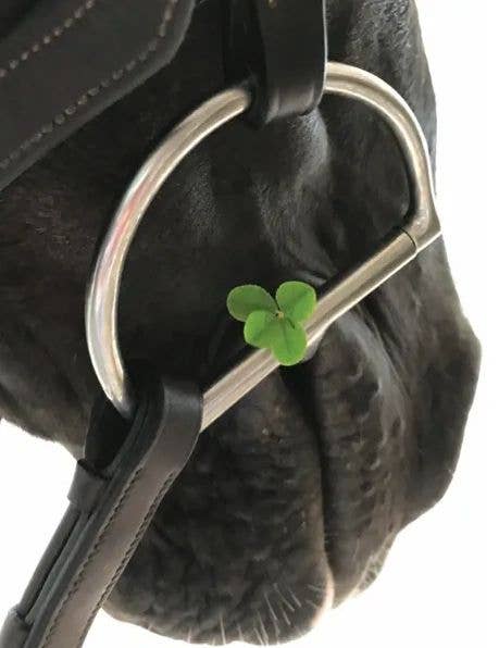 Horse Greeting Card / Four Leaf Clover