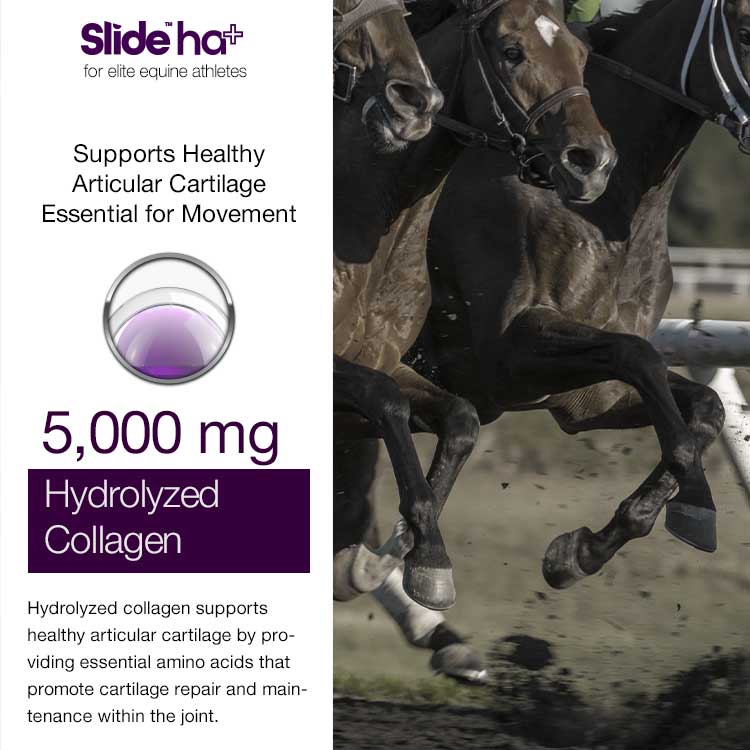 SLIDE™ ha+ Equine Advanced Joint Lubrication