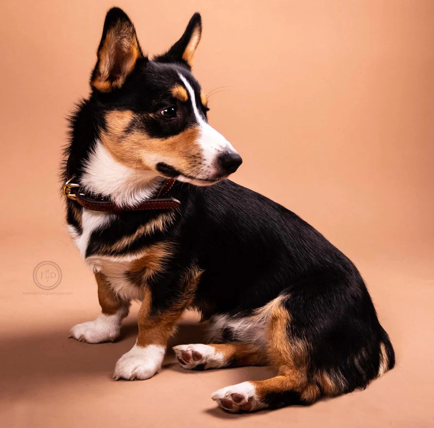 Custom Padded Dog Collar