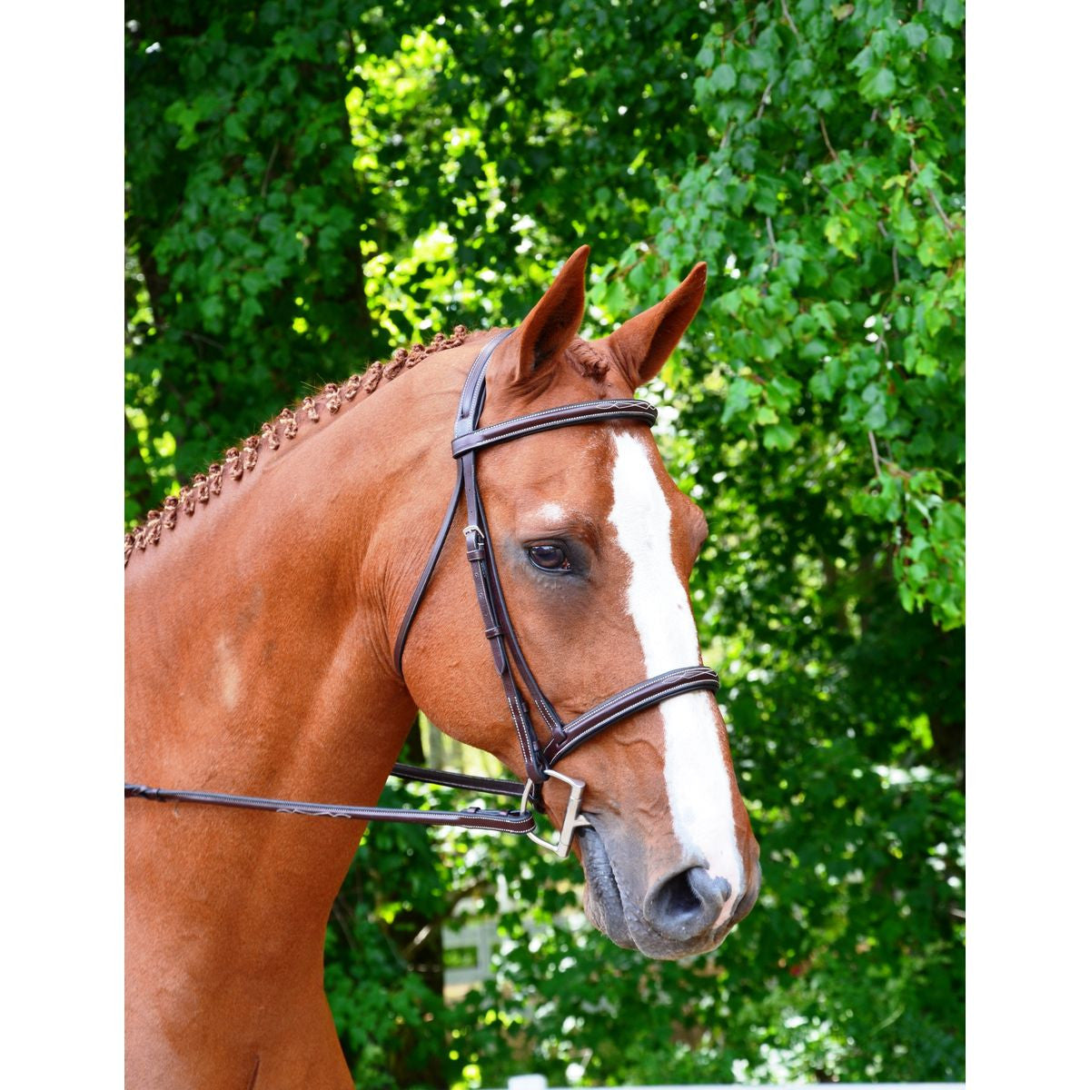 KL Select Black Oak Aster Hunter Bridle - supporting