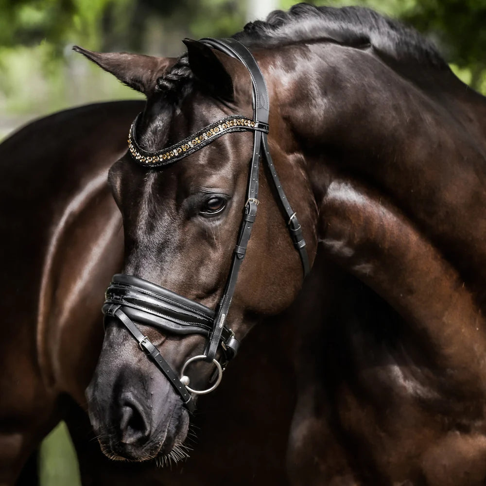 Lumiere Ariana Bridle Hanoverian