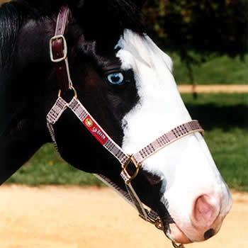 5/A Baker Breakaway Halter with Leather Crown - supporting