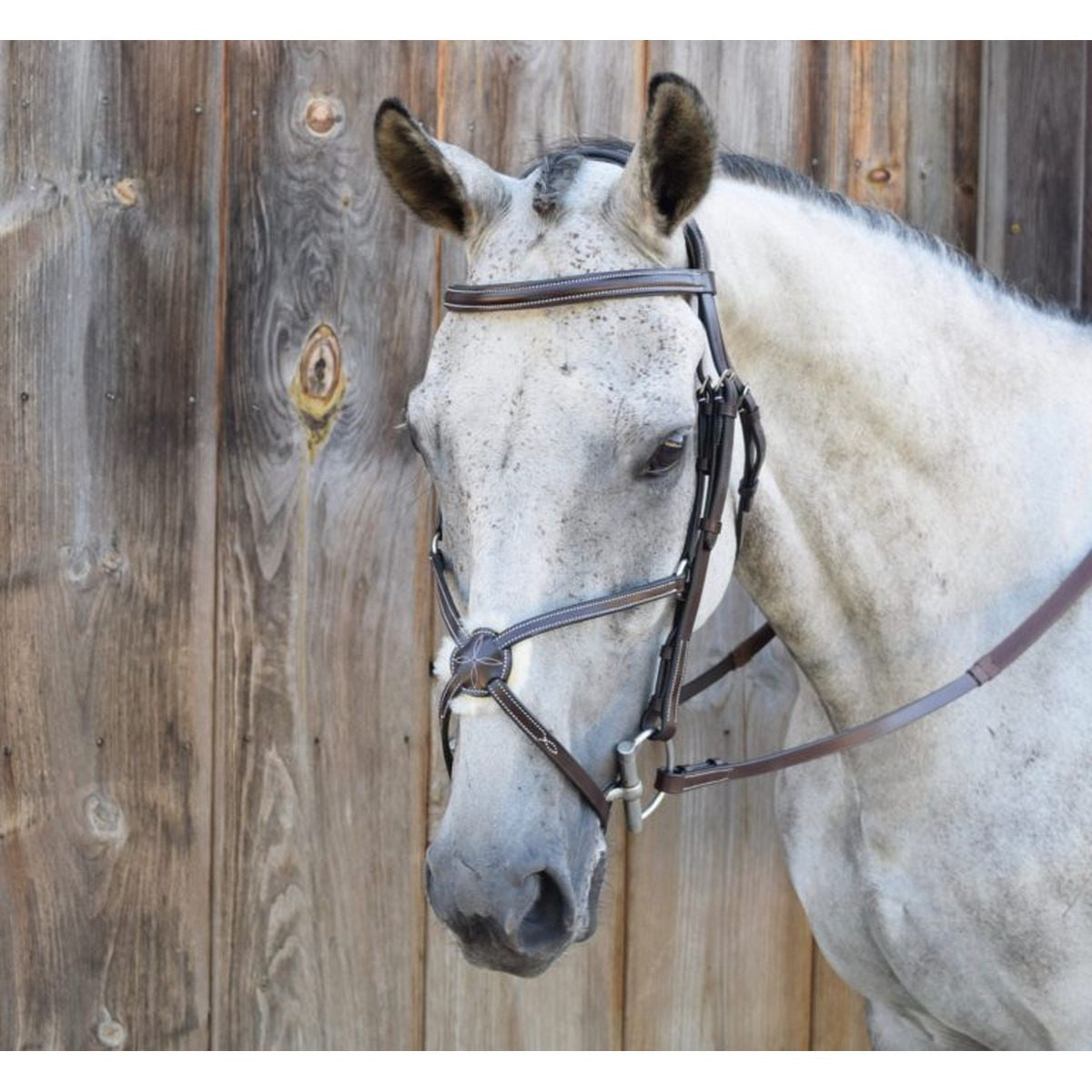 KL Select Black Oak Cedar Figure 8 Bridle - supporting