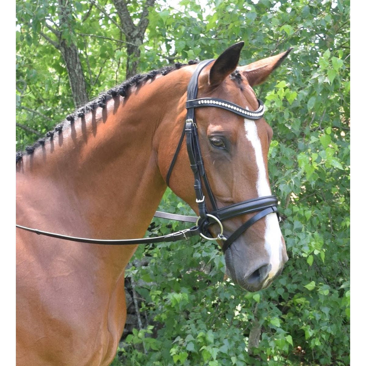 KL Select The Black Oak Magnolia Dressage Bridle - supporting