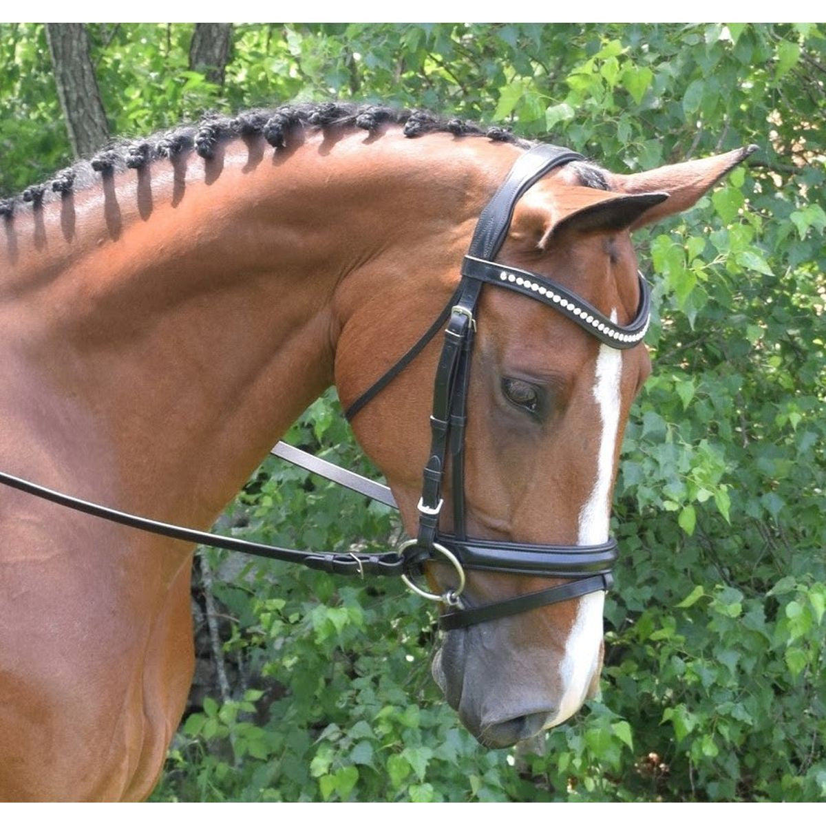 KL Select The Black Oak Magnolia Dressage Bridle - supporting