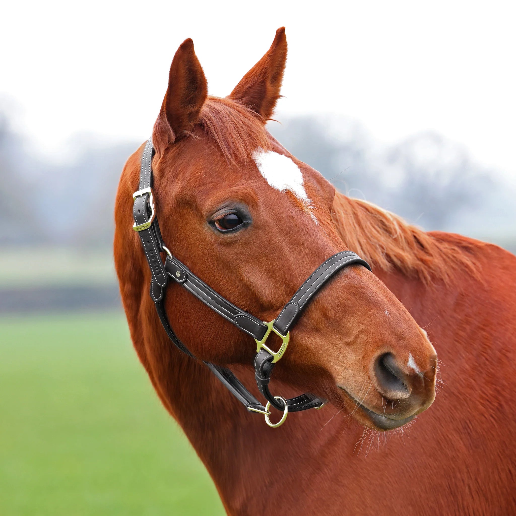 Velociti LUSSO Girona Leather Halter