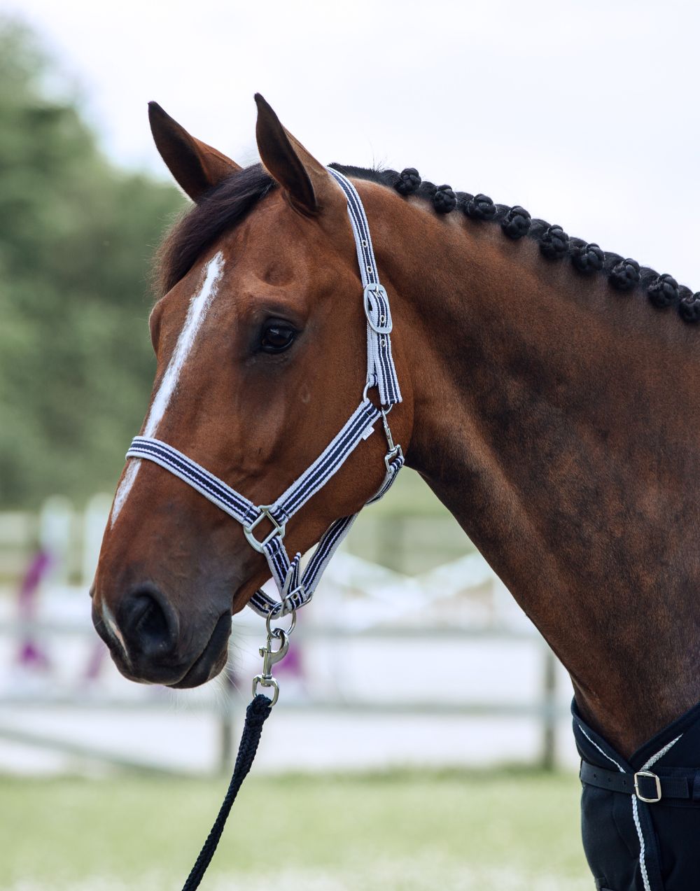 Sale Horze Glarus Halter & Lead Set
