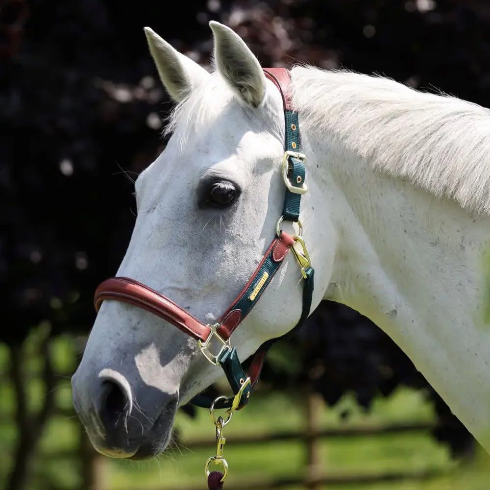 Lusso Padded Halter - Leather Breakaway