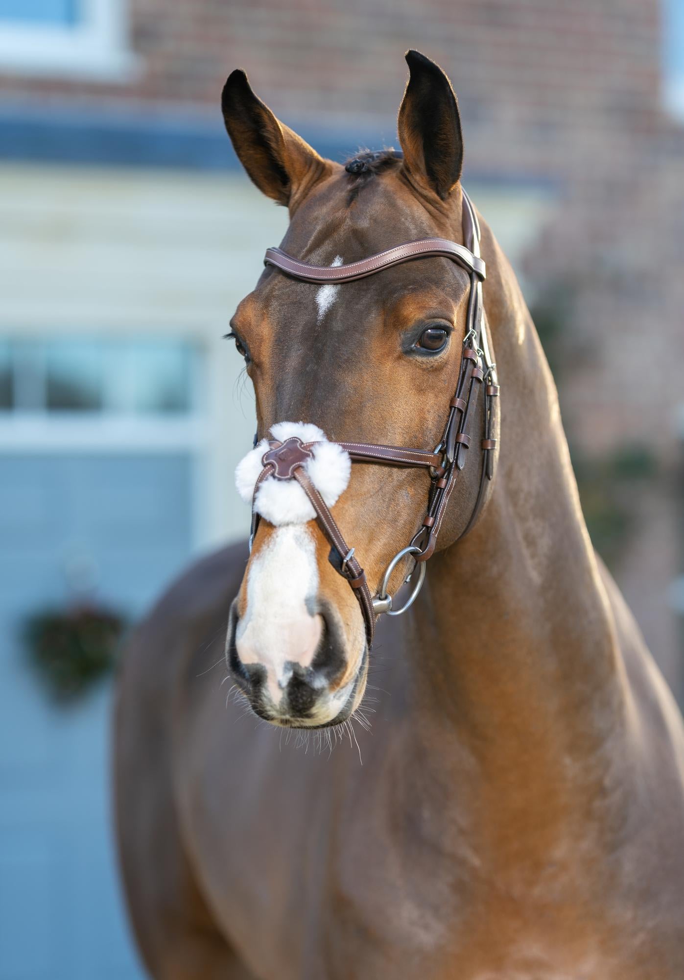 LeMieux Arika Grackle Figure 8 Bridle