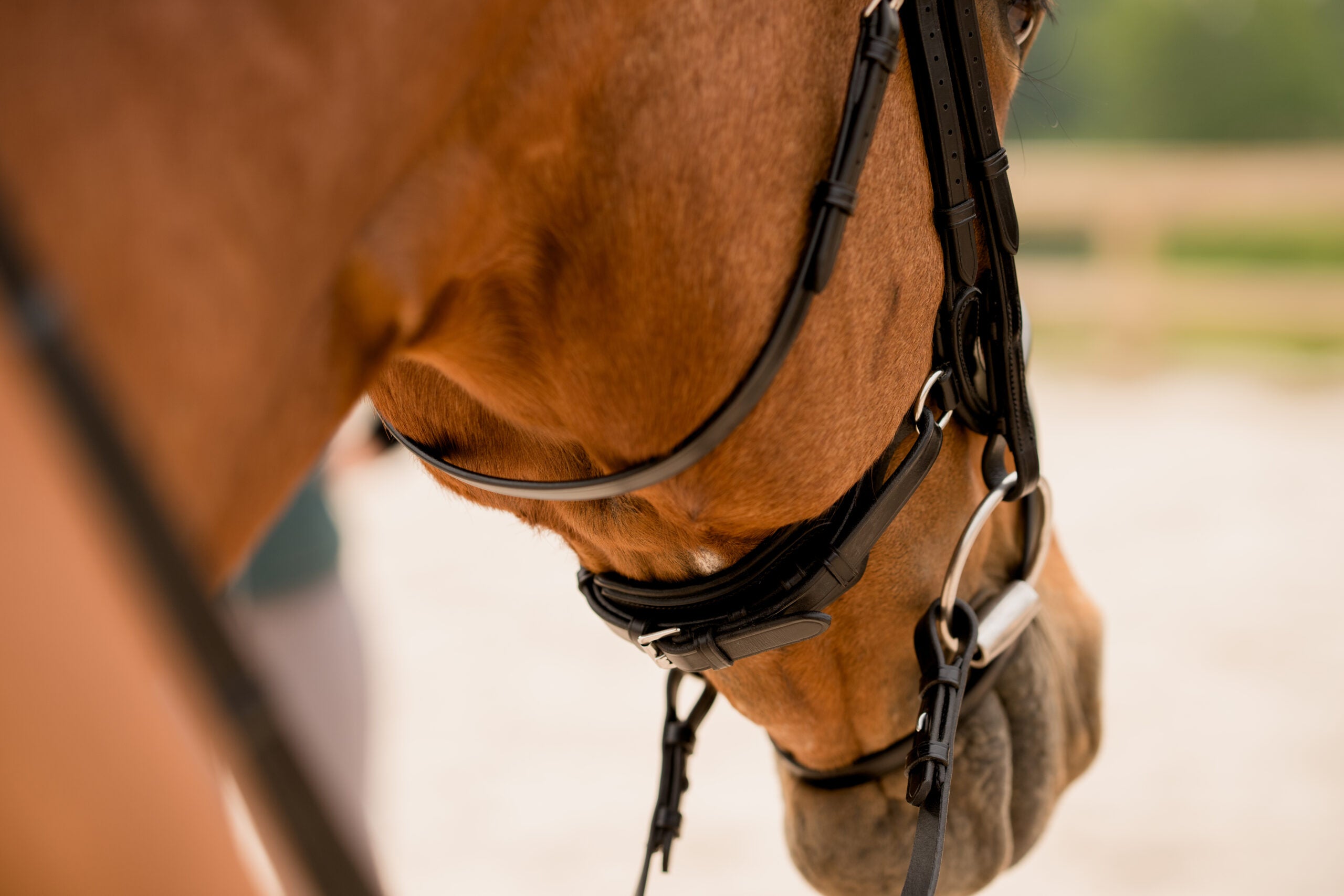 KL Select Impulsion Dressage Bridle