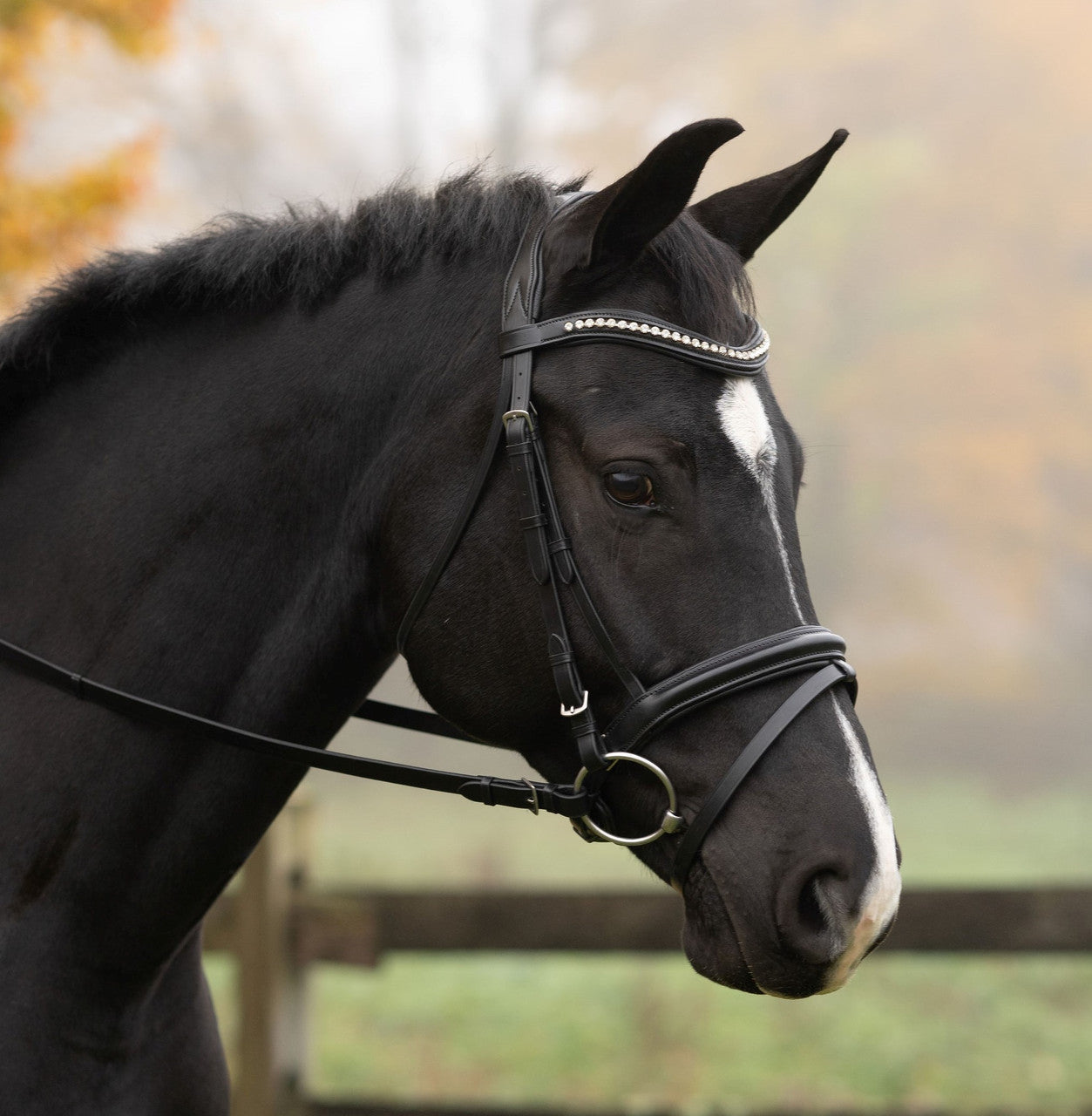 KL Select The Black Oak Magnolia Dressage Bridle - main