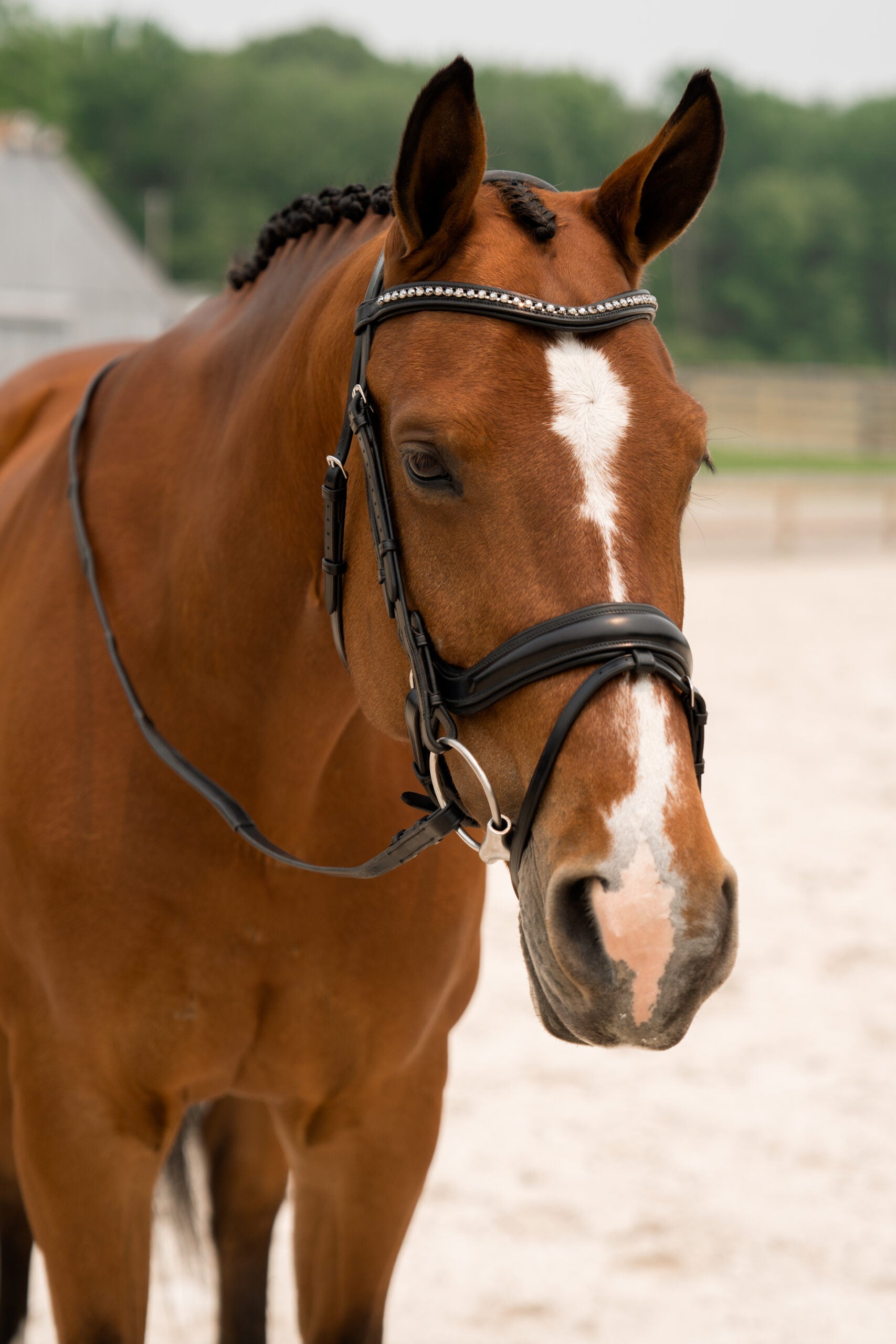 KL Select Impulsion Dressage Bridle